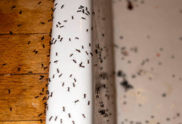 Best Wasp Removal Services  in Fords, NJ